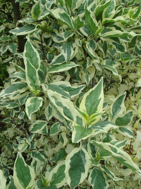 Cornus mas var.variegata feuille P22